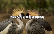 五两九钱男命最正确详解 五两九钱男命一生详细解释