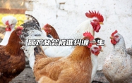 属鸡女会被谁纠缠一生 属鸡女对待感情