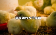 最旺鸡的五个属相 最旺鸡的五个属相男