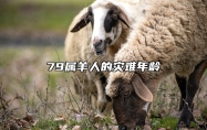 79属羊人的灾难年龄 79年羊45岁后十年大运运程