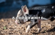 天上火命属羊最怕什么 天上火命是哪年出生的
