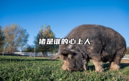 猪是谁的心上人 你知道猪是谁