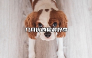 几月份的狗最好命 女狗几月出生最好
