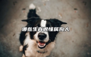 哪些生肖很懂属狗人 什么属狗