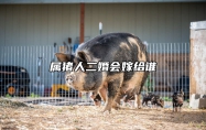 属猪人二婚会嫁给谁 猪女被谁深爱一辈子