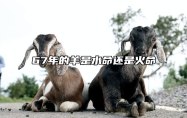 67年的羊是水命还是火命 67年的羊到底是火命还是水命