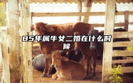 85年属牛女二婚在什么时候 85年属牛人一生有几段婚姻
