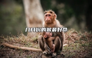 几月份的猴最好命 几月份的猴最好命女