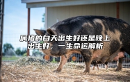 属猪的白天出生好还是晚上出生好，一生命运解析 生肖猪白天出生好还是晚上