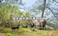 猪走偏财最厉害的时间 属猪偏财运如何