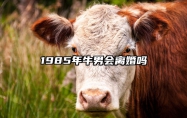 1985年牛男会离婚吗 喜欢什么类型女人