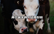 两个属牛的人结婚好吗 俩个属牛的可以结婚吗