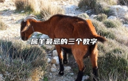 属羊最忌的三个数字 2021年属羊人的禁忌数字
