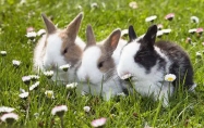属兔命最好的三个时辰 属兔命最好的日子