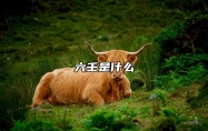 六壬是什么 大六壬与六壬法术