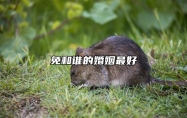 免和谁的婚姻最好 和生肖狗为天赐良缘