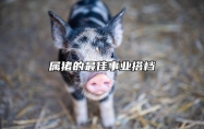 属猪的最佳事业搭档 属猪的人工作搭档最好的属相是什么