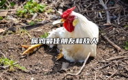 属鸡最佳朋友和敌人 属鸡的最佳损友