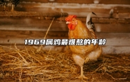 1969属鸡最难熬的年龄 69年属鸡55岁三大坎坷