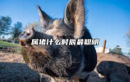 属猪什么时辰最聪明 属猪哪个时辰出生最好命运
