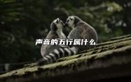 声音的五行属什么？