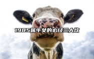 1985属牛女的必经三大坎 85牛女婚姻最终归宿