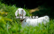 91年属什么生肖 91年属什么生肖的是什么命