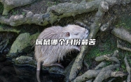属鼠哪个月份最苦 鼠年几月是富贵命
