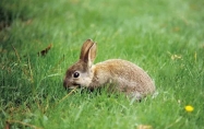 属兔的什么时辰出生最好命 属兔的什么月份出生最好