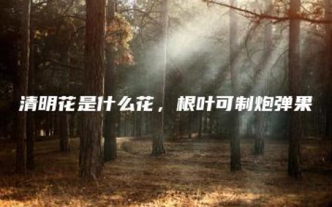 清明花是什么花，根叶可制炮弹果