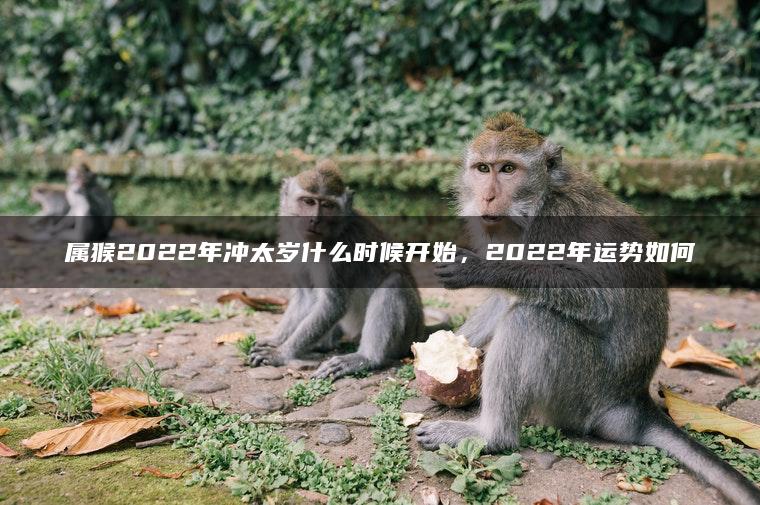属猴2022年冲太岁什么时候开始，2022年运势如何