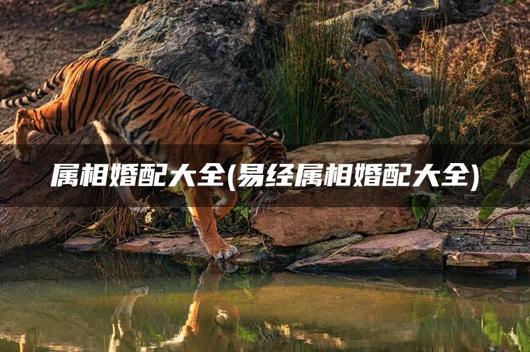 属相婚配大全(易经属相婚配大全)