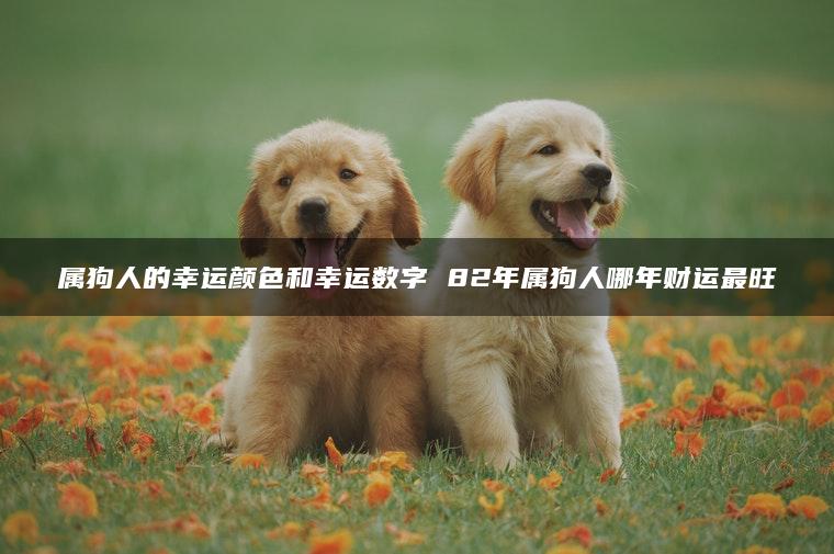 属狗人的幸运颜色和幸运数字 82年属狗人哪年财运最旺