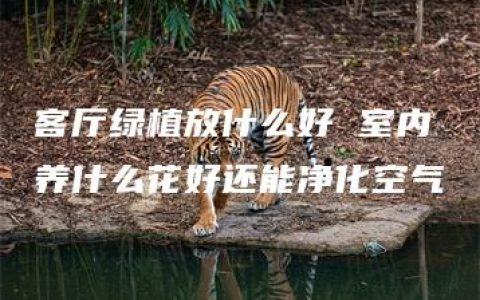 客厅绿植放什么好 室内养什么花好还能净化空气