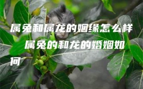 属兔和属龙的姻缘怎么样  属兔的和龙的婚姻如何