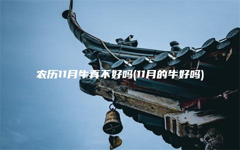 农历11月牛真不好吗(11月的牛好吗)