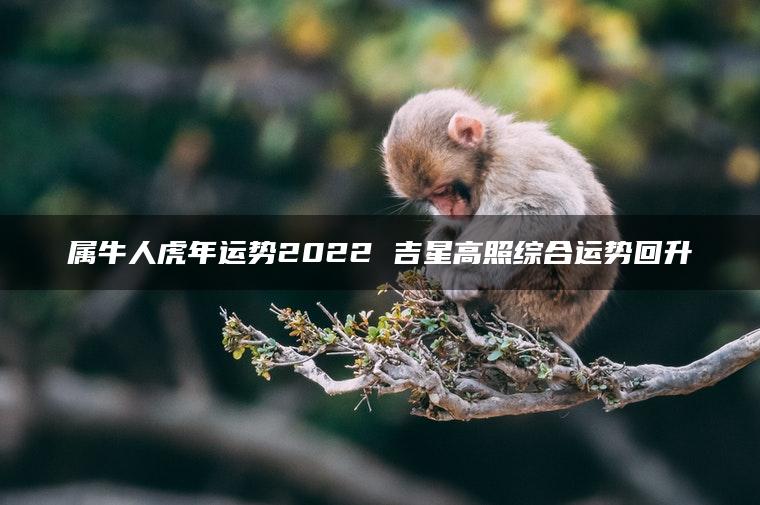 属牛人虎年运势2022 吉星高照综合运势回升