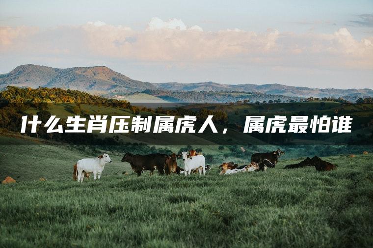 什么生肖压制属虎人，属虎最怕谁