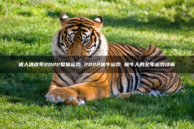 猪人遇虎年2022整体运势 2022属牛运势 属牛人的全年运势详解