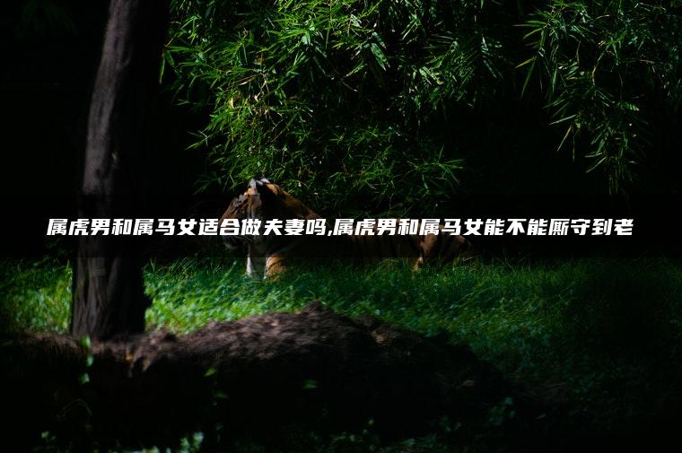 属虎男和属马女适合做夫妻吗,属虎男和属马女能不能厮守到老