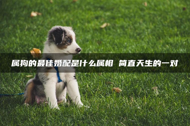属狗的最佳婚配是什么属相 简直天生的一对