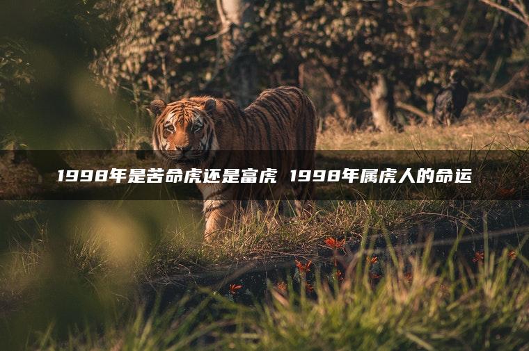 1998年是苦命虎还是富虎 1998年属虎人的命运