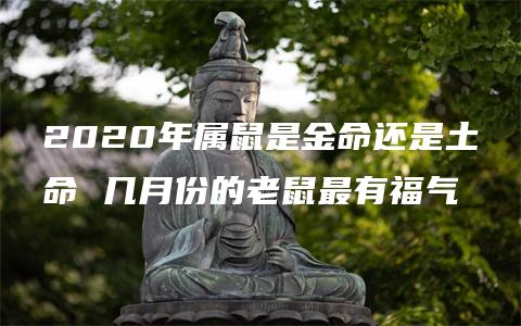 2020年属鼠是金命还是土命 几月份的老鼠最有福气