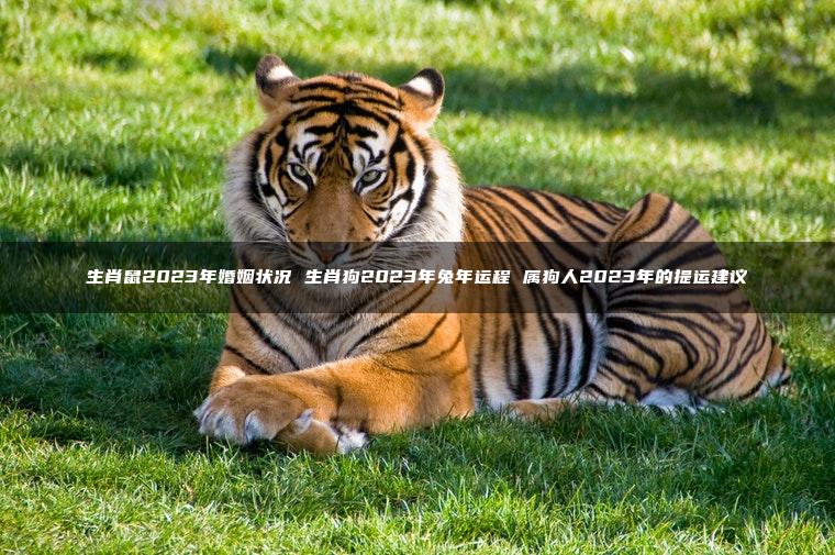 生肖鼠2023年婚姻状况 生肖狗2023年兔年运程 属狗人2023年的提运建议