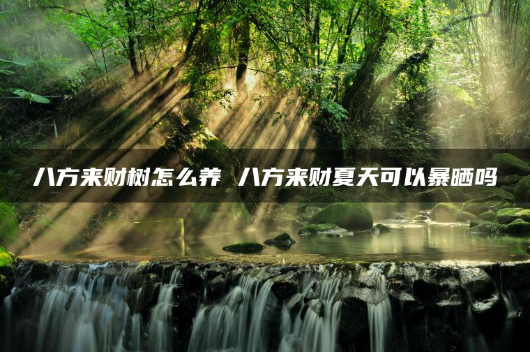 八方来财树怎么养 八方来财夏天可以暴晒吗