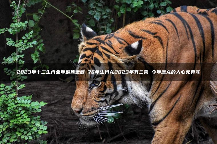 2023年十二生肖全年整体运程 76年生肖龙2023年有三喜 今年属龙的人心无旁骛