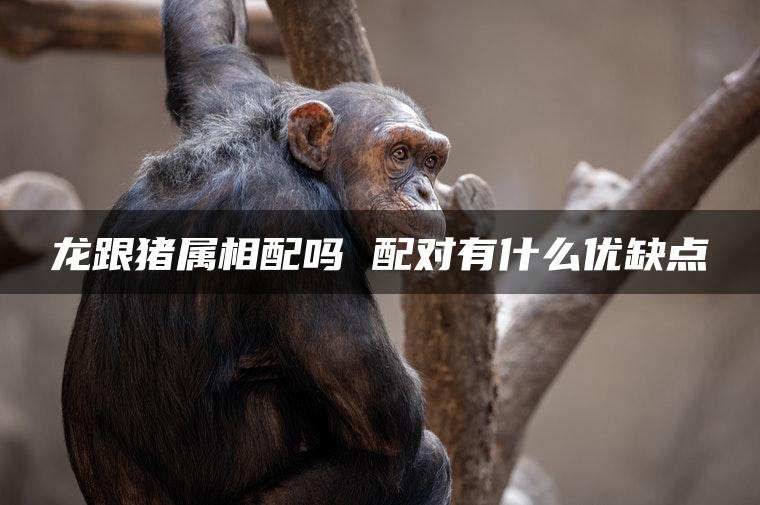 龙跟猪属相配吗 配对有什么优缺点