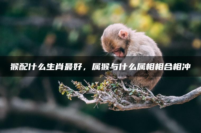 猴配什么生肖最好，属猴与什么属相相合相冲