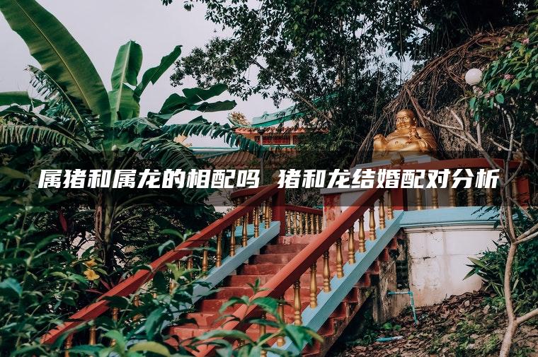 属猪和属龙的相配吗 猪和龙结婚配对分析