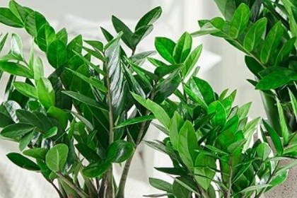 十大空气净化作用的植物 增加室内湿度植物排名